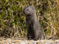 Egyptian mongoose - Egyptische ichneumon, West Coast National Park Marine Protected Area