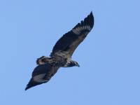 juvenile African Fish Eagle - Afrikaanse zeearend, Malachite Bird Hide, Wilderness