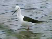 Black-winged stilt - Steltkluut. SANParks Rondevlei Bird Hide