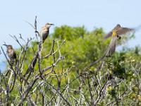 cliff path, Hermanus