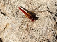 cliffpath from Kraal Rock, Hermanus