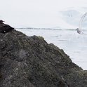 IMG 9121  brown skua and arctic tern arguing