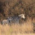 IMG 6505 : zebra