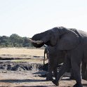 IMG 6642 : olifant