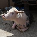 20161110-IMG 2348  albino buffel, bijna 30000 euri waard