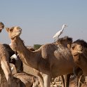 20160302-IMG 0489  kamelen met koereigers