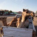 20160302-IMG 0518 : kameel