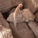 20160308-IMG 1466  desert iguana - woestijnleguaan ?