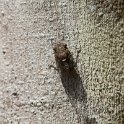 IMG 8357  cicade, de herrieschopper : cicade