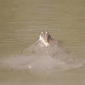 IMG 8817  springende vis, slijkspringer - mudskipper