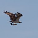 IMG 8857  visarend met vis - osprey : visarend