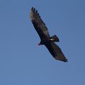 IMG 8868  lesser yellow-headed vulture
