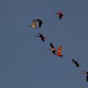 IMG 8905  rode ibis - scarlet ibis : rode ibis