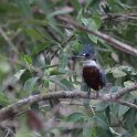 IMG 9338  amerikaanse reuzenijsvogel -  Ringed Kingfisher (Megaceryle torquata)