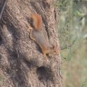 IMG 2640  perzische eekhoorn : kaukasuseekhoorn