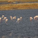 IMG 3196  flamingo's : flamingo