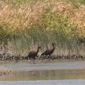 IMG 3387  zwarte ibis : zwarte ibis