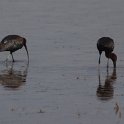 IMG 3404  zwarte ibis : zwarte ibis