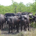 IMG10211 : buffel, kruger park