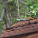 IMG10223  lizard near Skukuza : kruger park