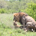 IMG10303  and more : kruger park, leeuw