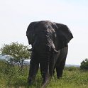 IMG10535 : olifant