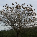 IMG10540  weaver bird tree : Imfolozi