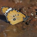 IMG 5410  Tolwe, butterfly : Tolwe, vlinder