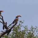 IMG 5663  southern yellow-billed hornbill : Mapungubwe National Park