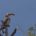 IMG 5669  southern yellow-billed hornbill : Mapungubwe National Park, neushoornvogel