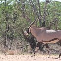 IMG 5687  gemsbok : Mapungubwe National Park, gemsbok