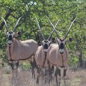 IMG 5698  triple gemsbok : Mapungubwe National Park, gemsbok