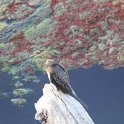 IMG 5740  white breasted cormorant imm. : Mapungubwe National Park