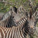 IMG 5812  zebras watch us : Mapungubwe National Park, zebra