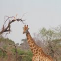 IMG 5846 : Mapungubwe National Park, giraffe