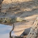 IMG 6074  Kruger Park, crocodile : krokodil, kruger park