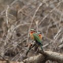 IMG 6392  blue cheeked bee-eater : kruger park