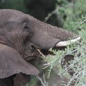 IMG 6411  hungry elephant : kruger park, olifant