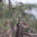 IMG 6421  greater kudu : kruger park