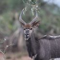 IMG 6423  greater kudu : kruger park