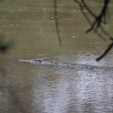 IMG 6442  swimming crocodile : krokodil, kruger park