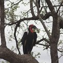 IMG 6787  southern ground hornbill near nest : ground hornbill, kruger park