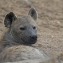 IMG 6829  hyena : hyena, kruger park