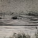 IMG 6871  hippos : kruger park, nijlpaard