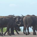 IMG 7009 : buffel, kruger park