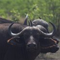 IMG 7017 : buffel, kruger park