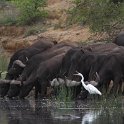 IMG 7125  drinking buffaloes with great egret : buffel, kruger park