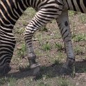 IMG 7201 : kruger park, zebra