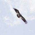IMG 7214  white headed vulture, female : kruger park