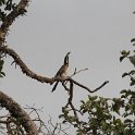 IMG 7275  african grey hornbill